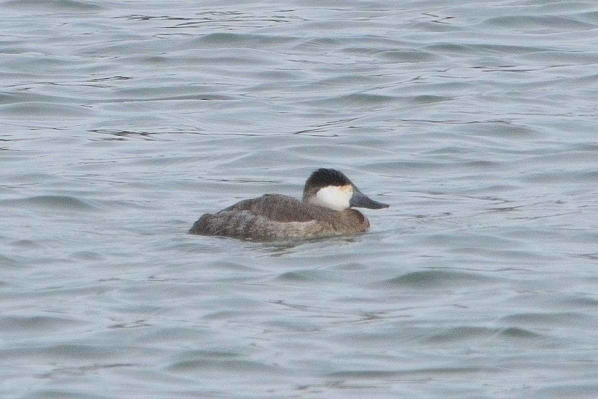 Ruddy Duck - ML627014034