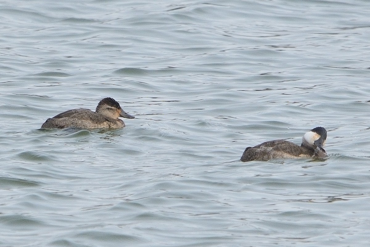 Ruddy Duck - ML627014036