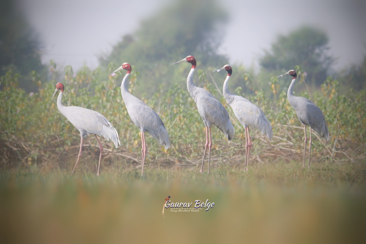 Sarus Crane - ML627014068