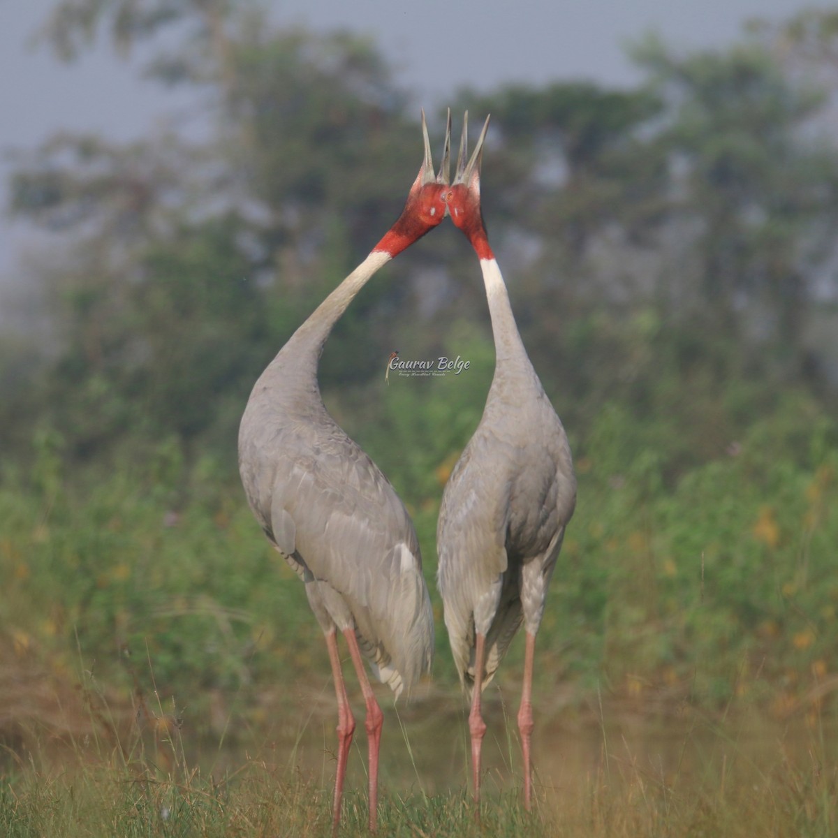 Sarus Crane - ML627014072