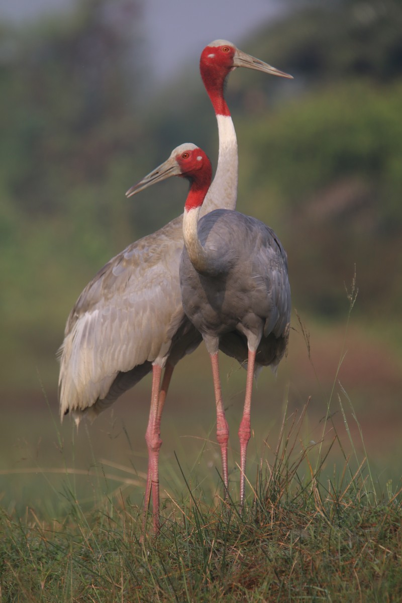 Sarus Crane - ML627014073