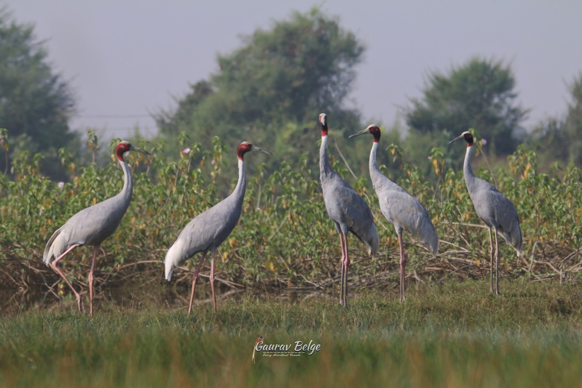 Sarus Crane - ML627014074