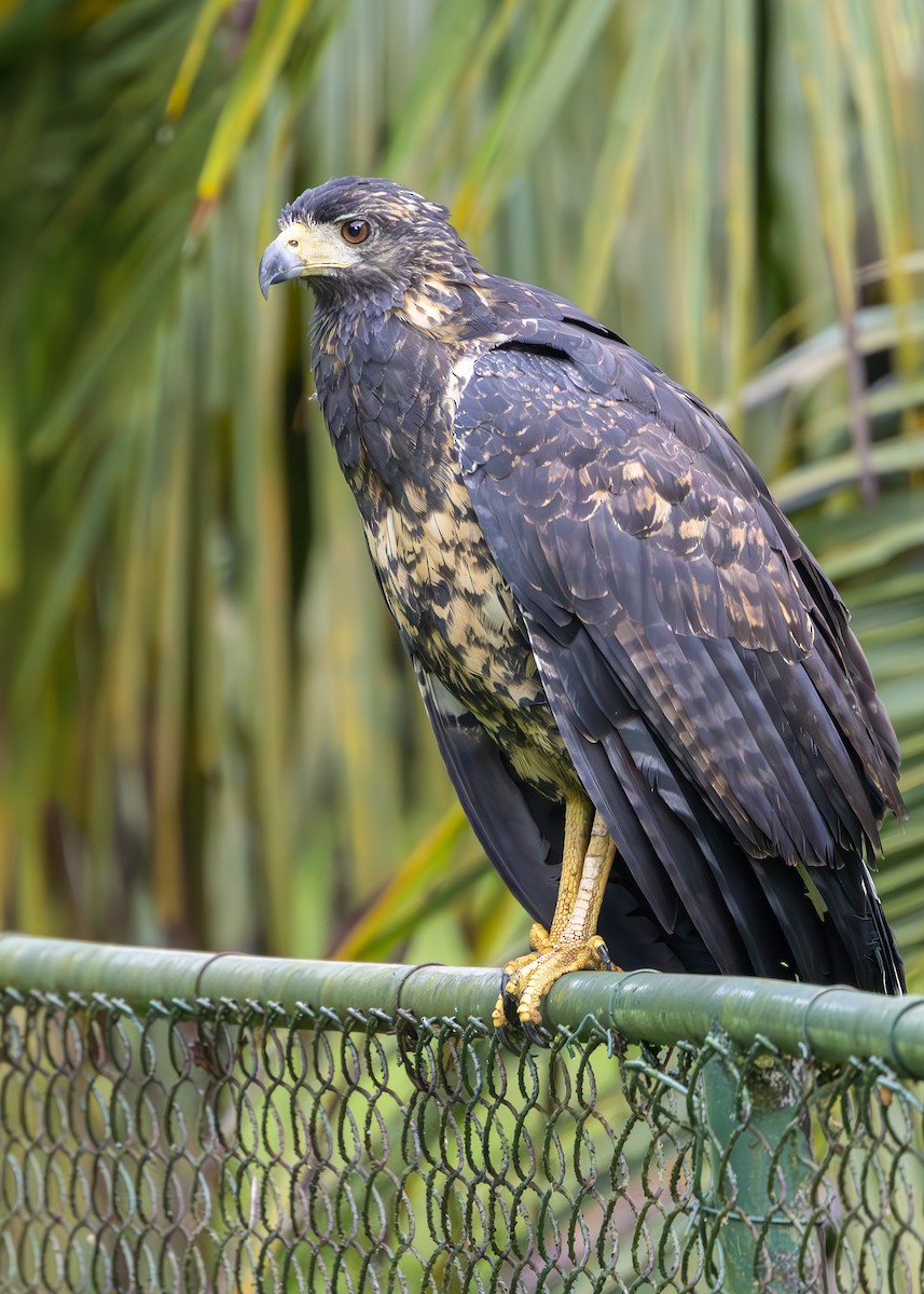 Great Black Hawk - Phil Dargue