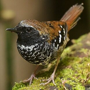 Squamate Antbird - ML627014116