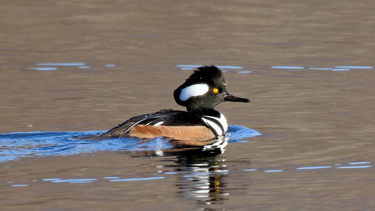 Hooded Merganser - ML627014218