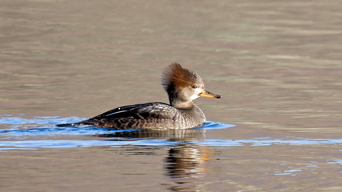 Hooded Merganser - ML627014219