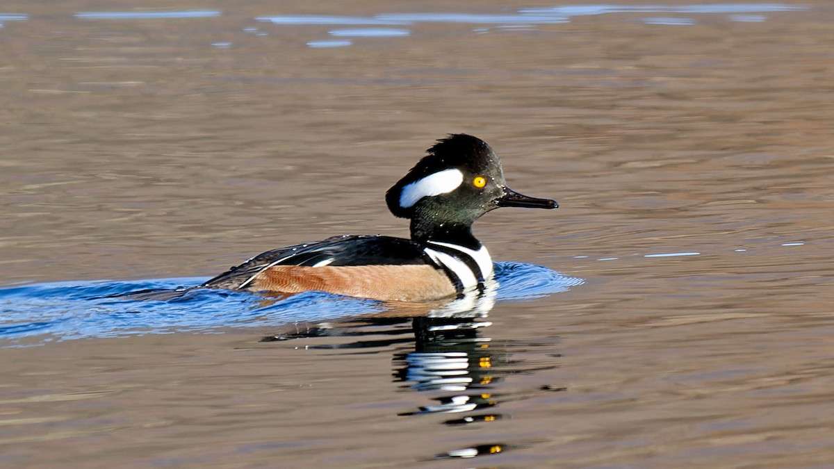 Hooded Merganser - ML627014220