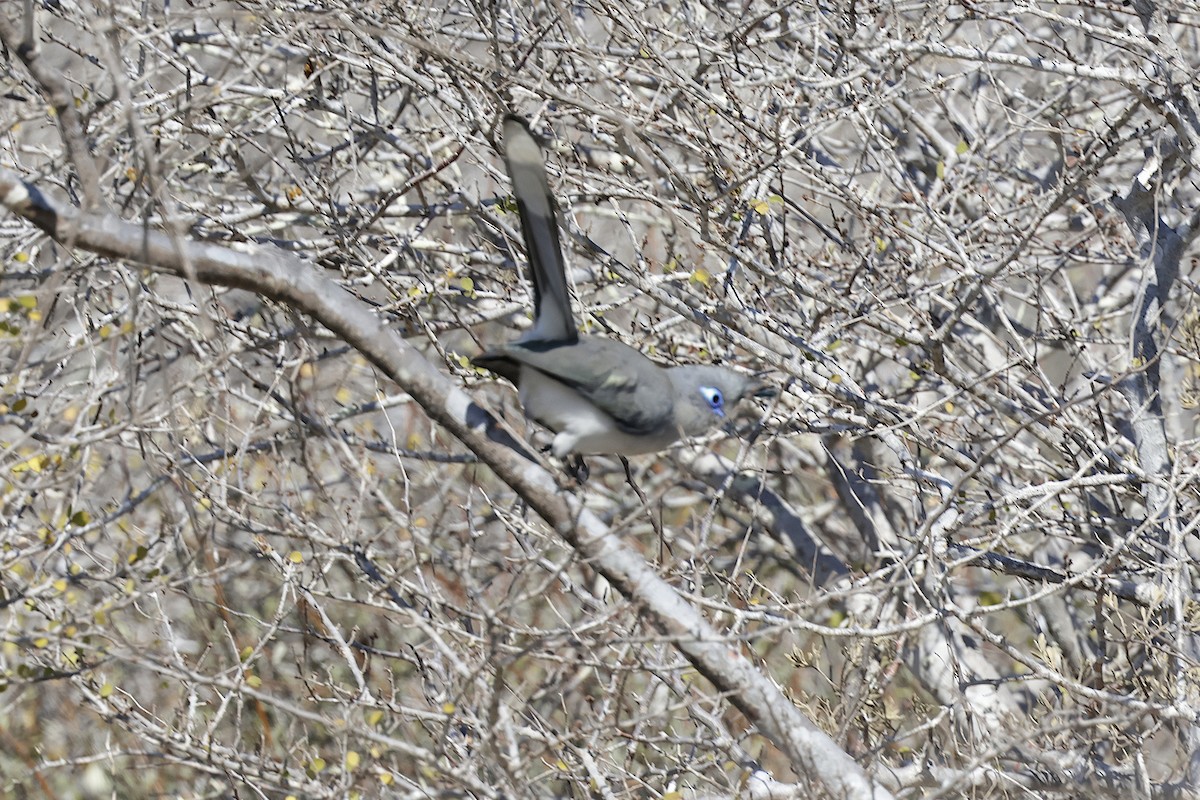 Verreaux's Coua - ML627014269