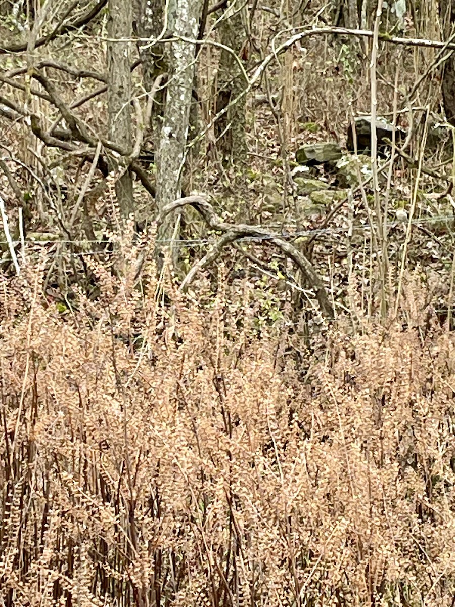 Lesser Goldfinch - ML627014277