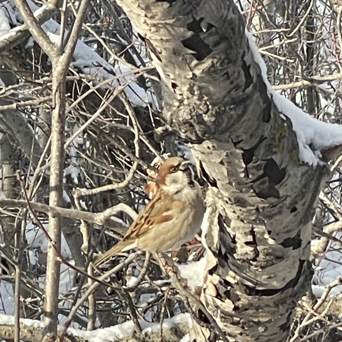 House x Eurasian Tree Sparrow (hybrid) - ML627014315