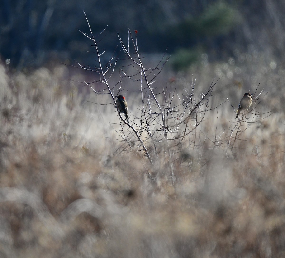 Northern Flicker - ML627014340