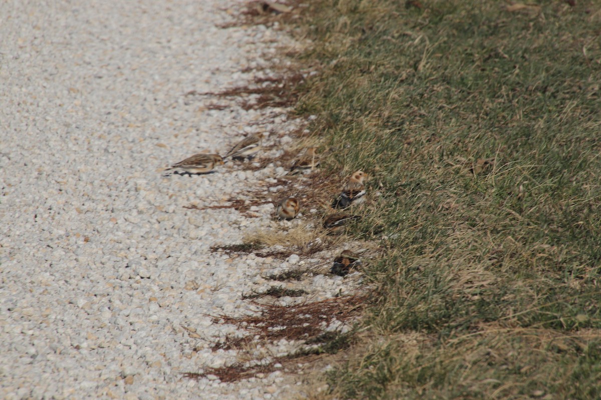 Snow Bunting - ML627014347