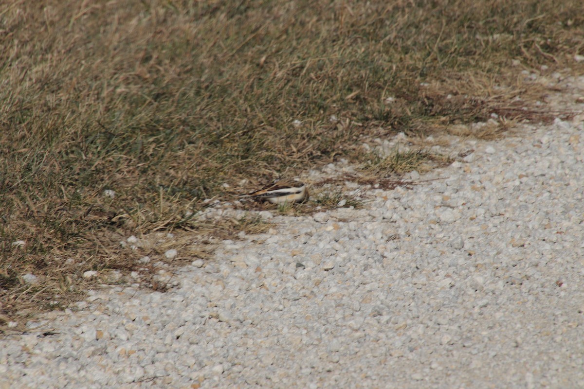 Snow Bunting - ML627014348