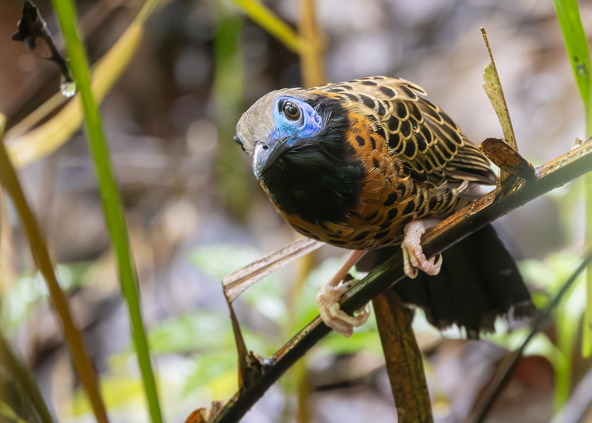 Ocellated Antbird - ML627014405