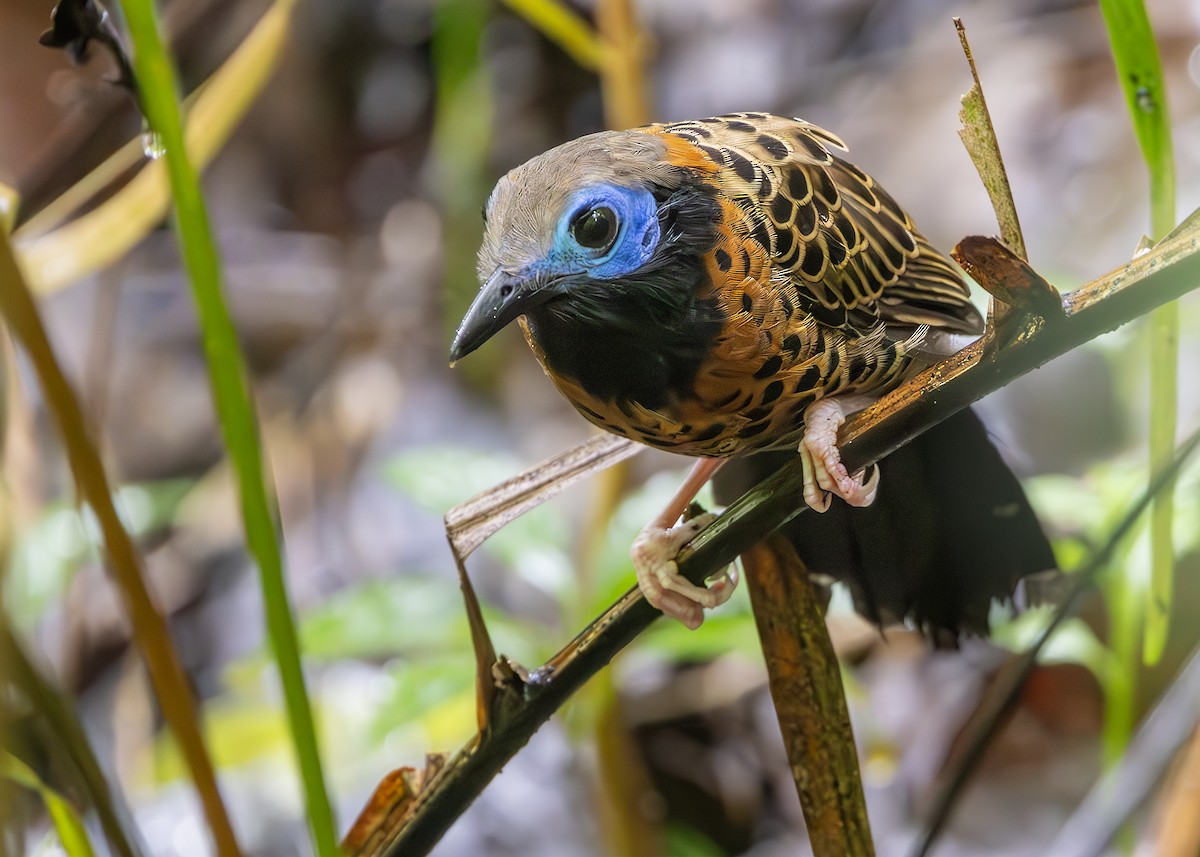 Ocellated Antbird - ML627014406