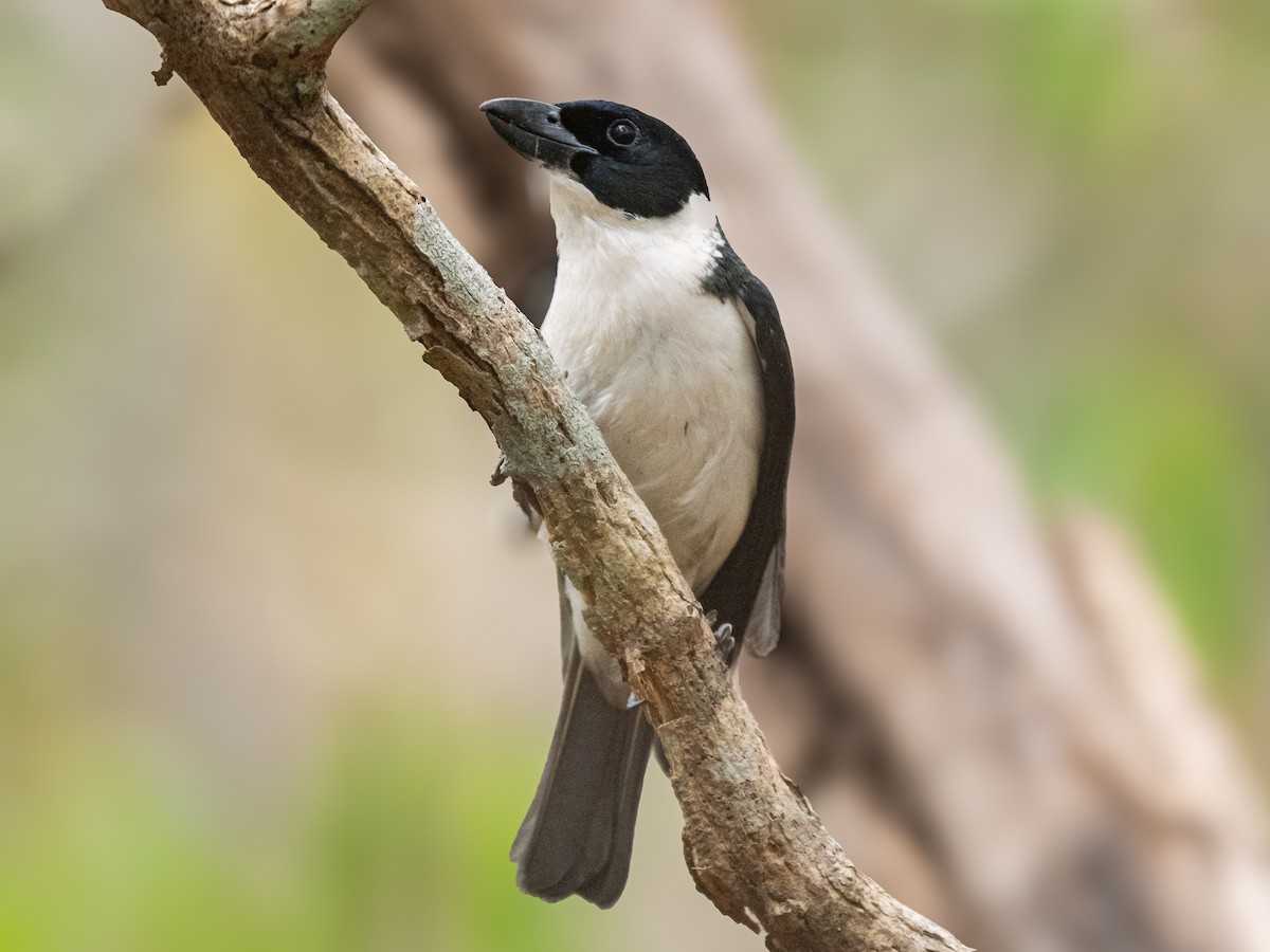 Van Dam's Vanga - ML627014460