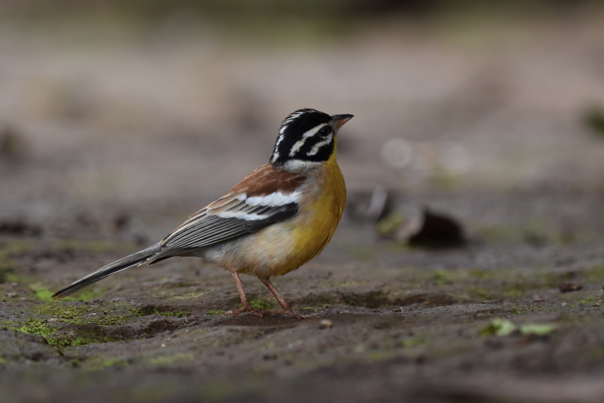 Bruant à poitrine dorée - ML627014494