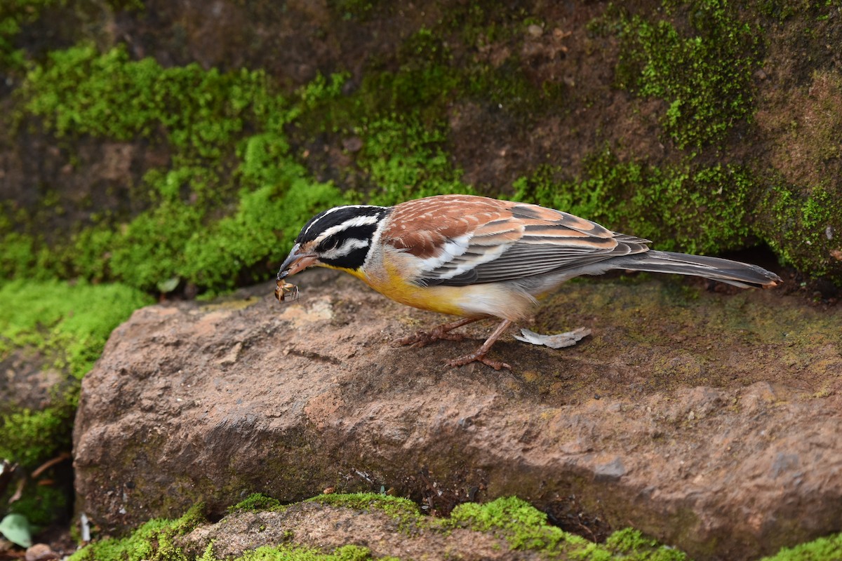 Golden-breasted Bunting - ML627014496