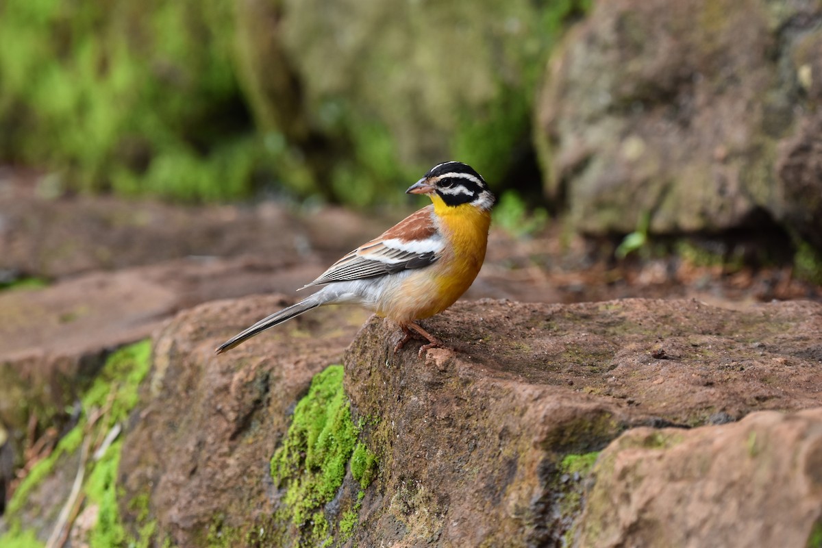 Golden-breasted Bunting - ML627014497