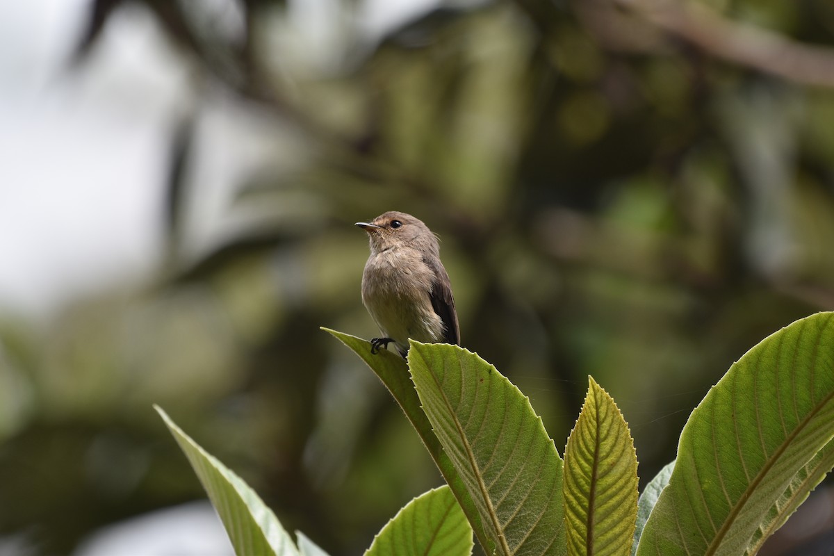 African Dusky Flycatcher - ML627014532