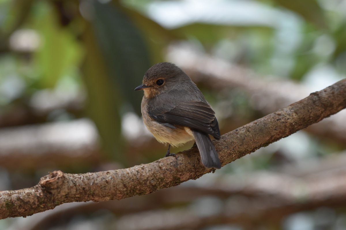 African Dusky Flycatcher - ML627014533