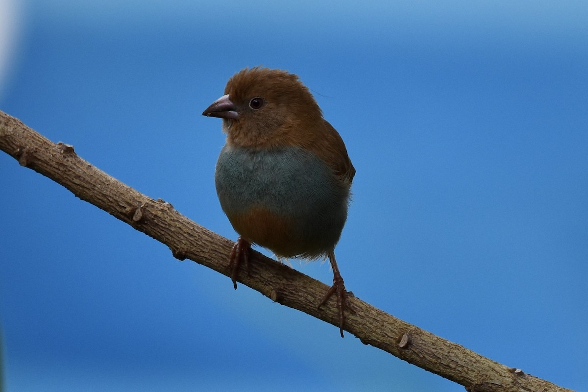 Cordonbleu à joues rouges - ML627014543