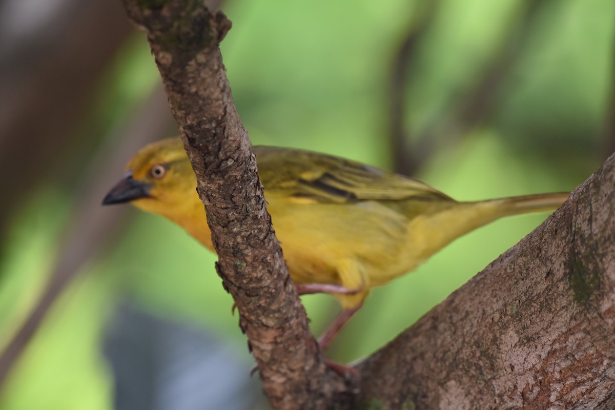 Holub's Golden-Weaver - ML627014561