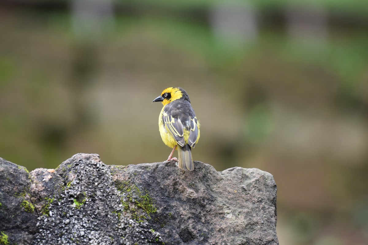Baglafecht Weaver - ML627014583