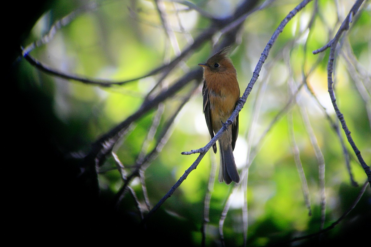 Tufted Flycatcher (Mexican) - ML627014618