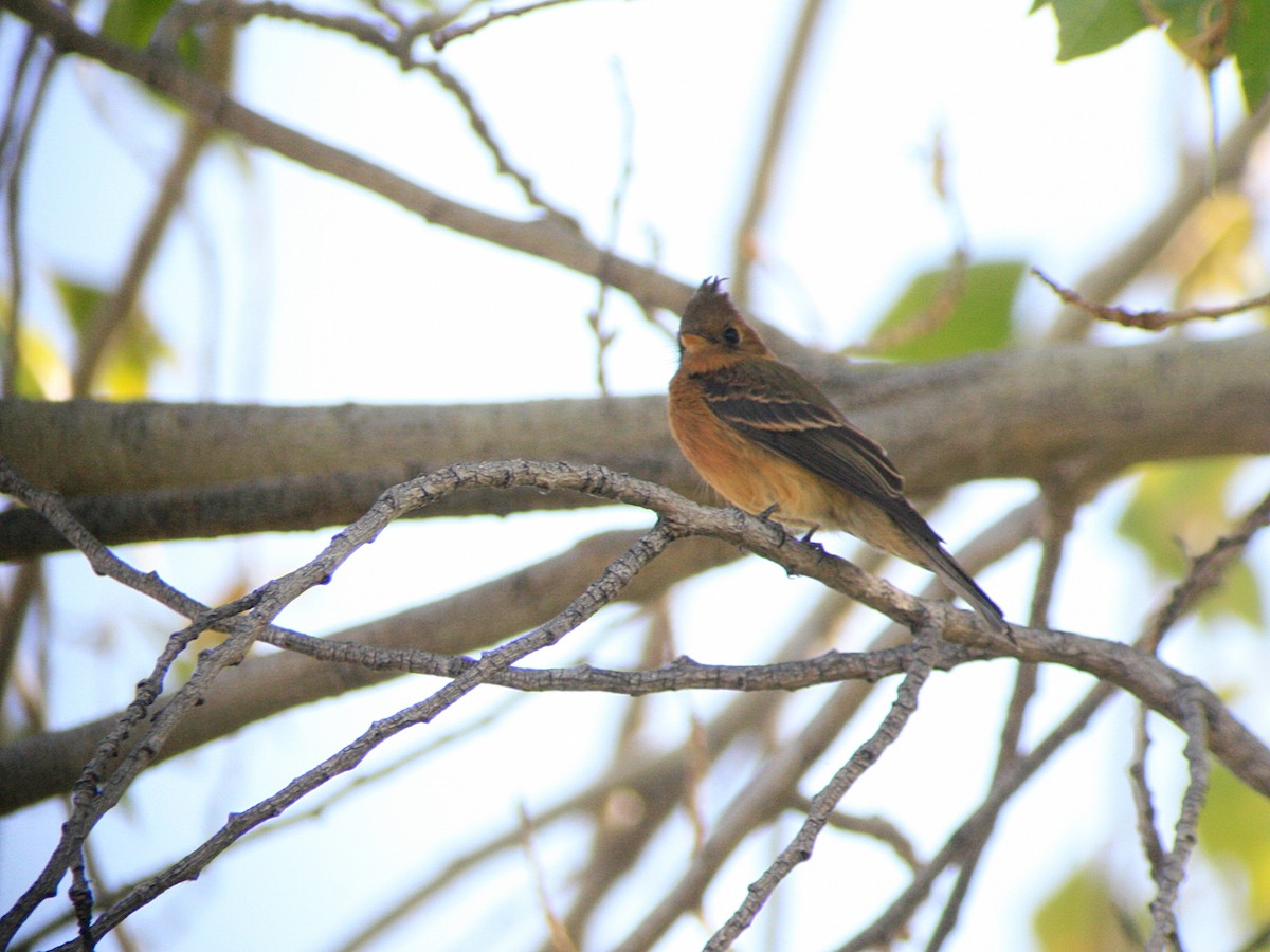 Tufted Flycatcher (Mexican) - ML627014625