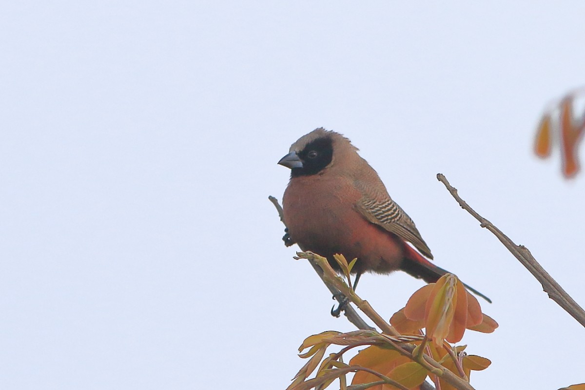 Black-faced Waxbill - ML627014769