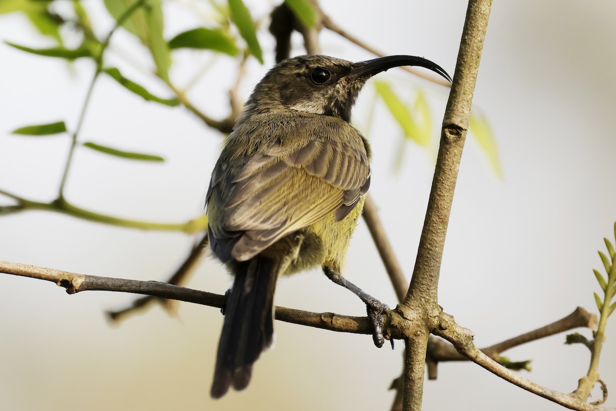 Bronze Sunbird - ML627014778