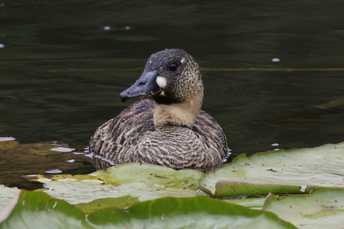 White-backed Duck - ML627014797