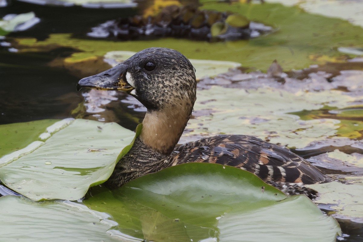 White-backed Duck - ML627014798