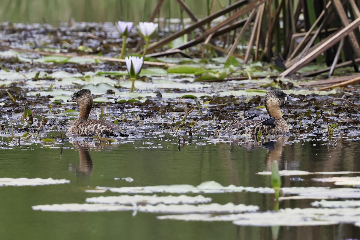 White-backed Duck - ML627014799