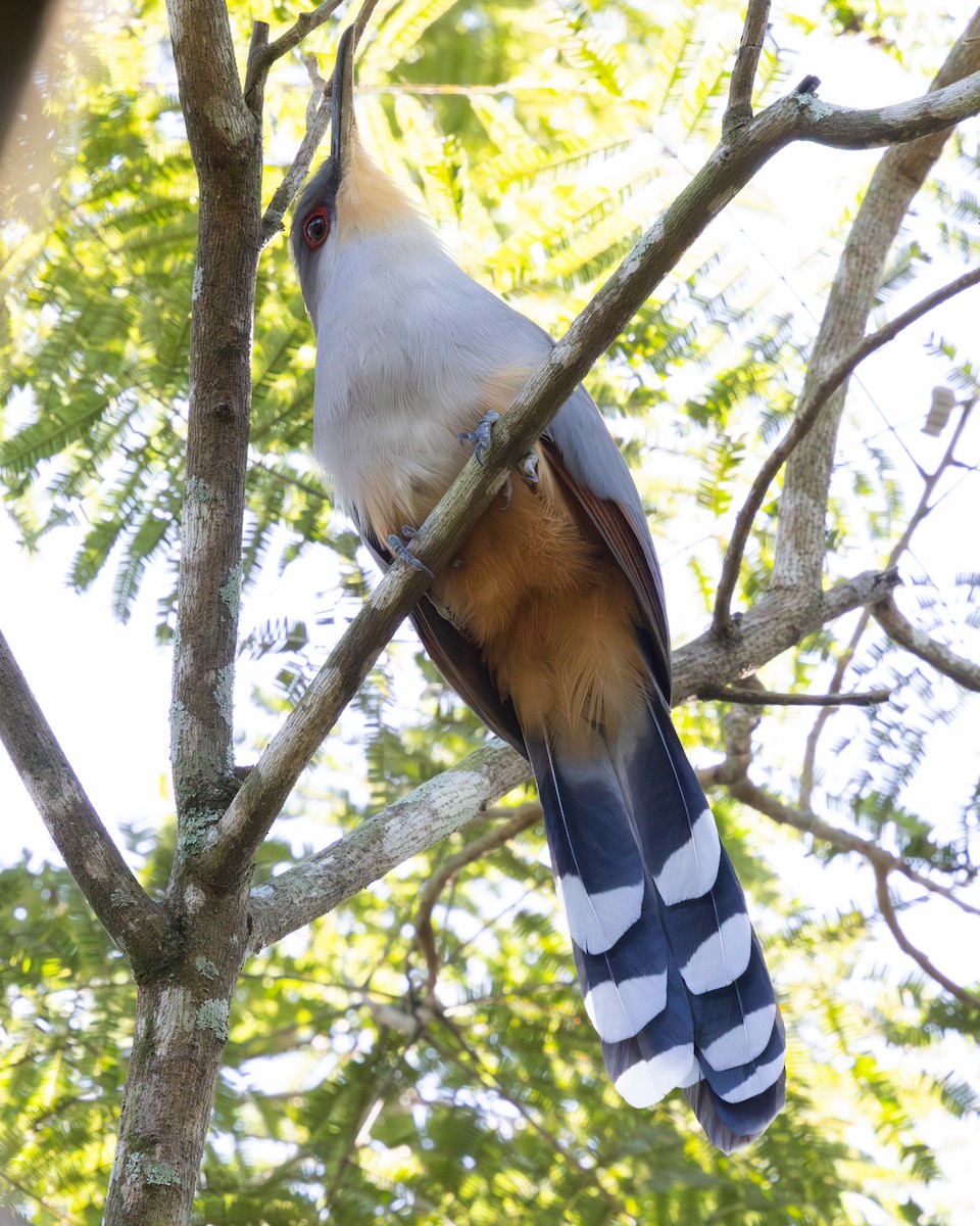 Hispaniolan Lizard-Cuckoo - ML627014809