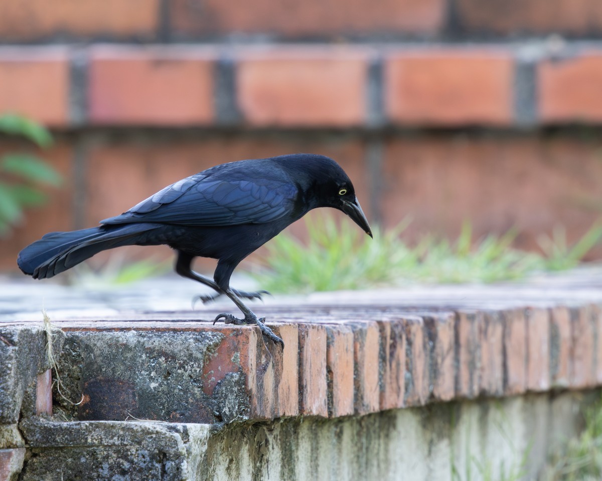 Greater Antillean Grackle - ML627014958