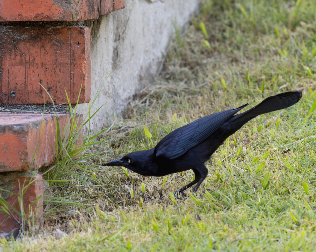 Greater Antillean Grackle - ML627014961