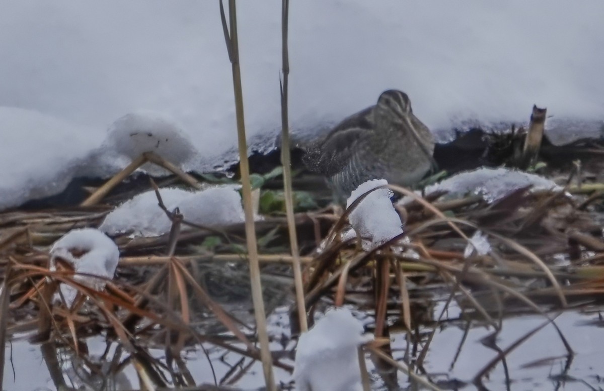 Wilson's Snipe - ML627014979