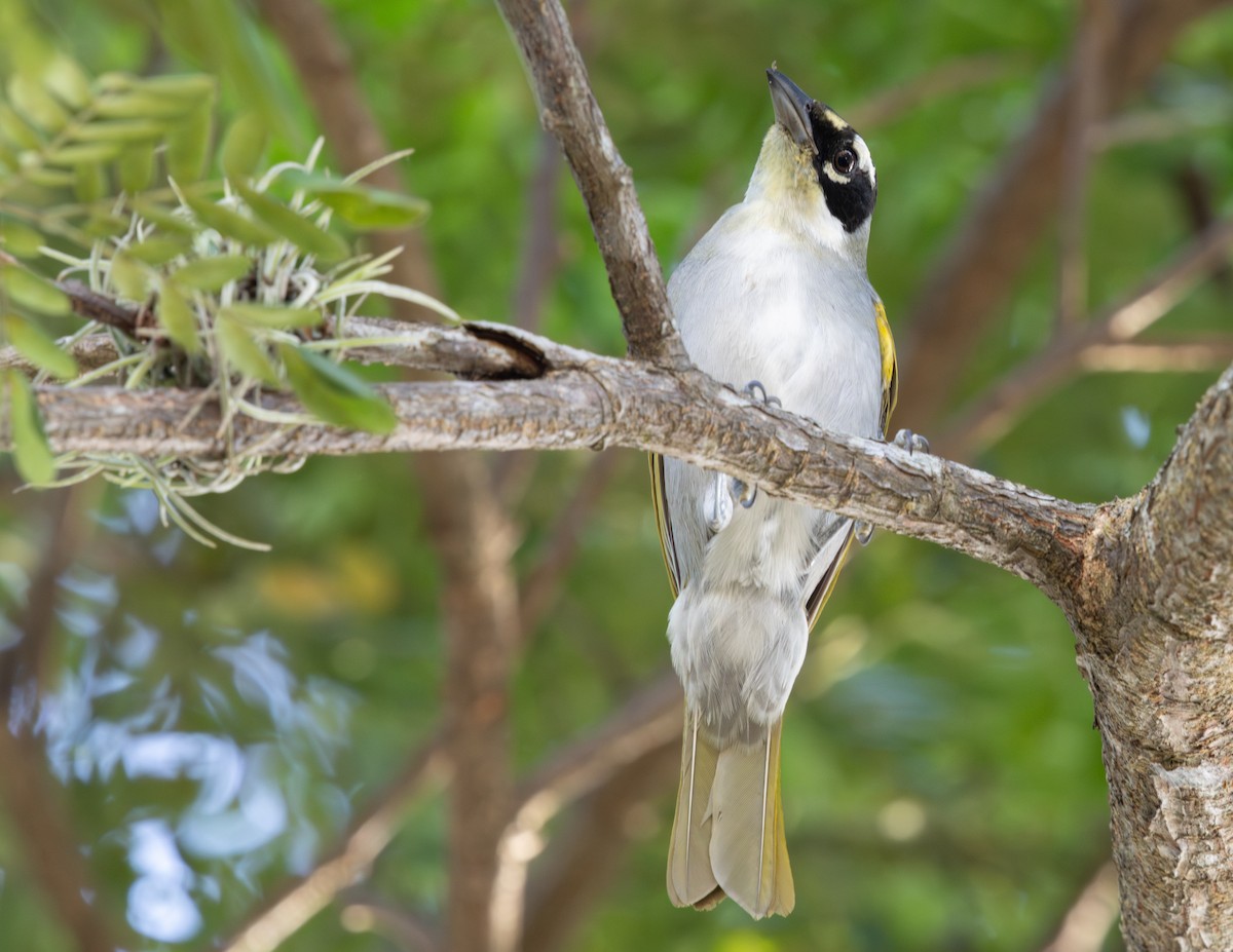 Black-crowned Palm-Tanager - ML627015076