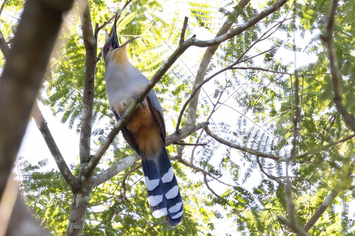 Hispaniolan Lizard-Cuckoo - ML627015102