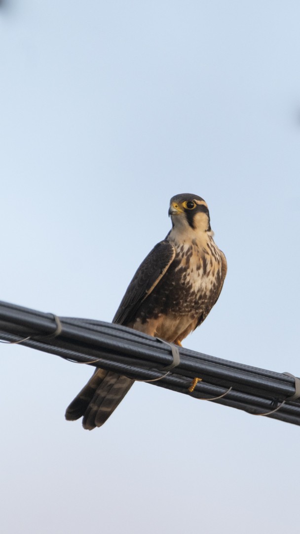 Aplomado Falcon - ML627015180