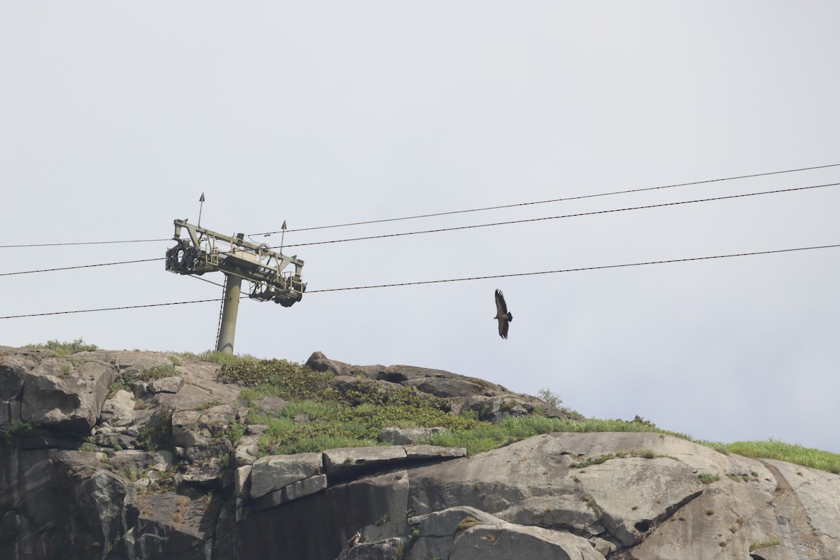 Indian Vulture - ML627015225