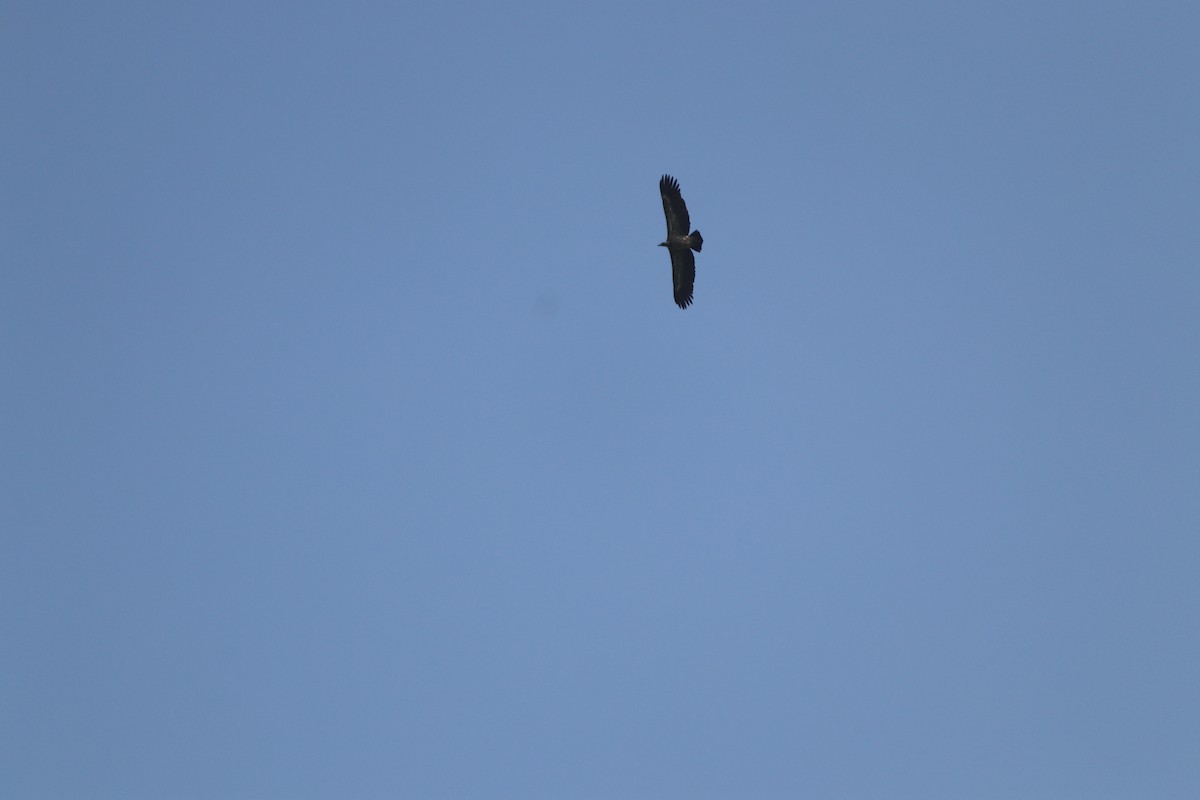Indian Vulture - ML627015226