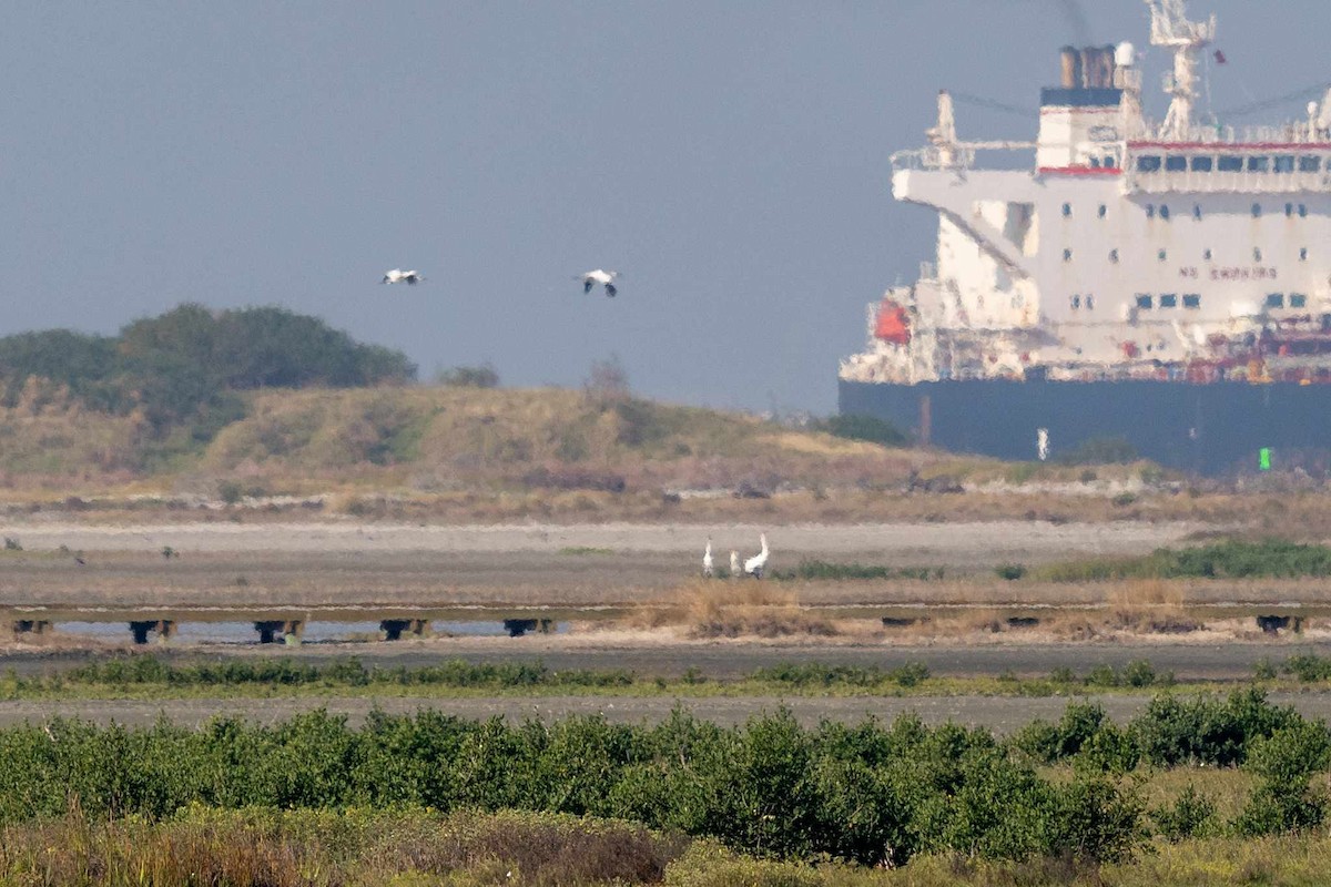 Whooping Crane - ML627015277