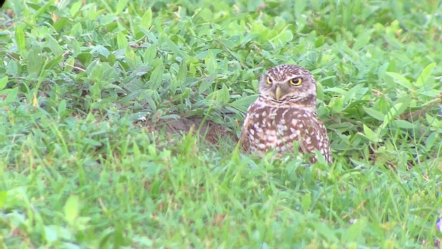 Burrowing Owl (Florida) - ML627015332