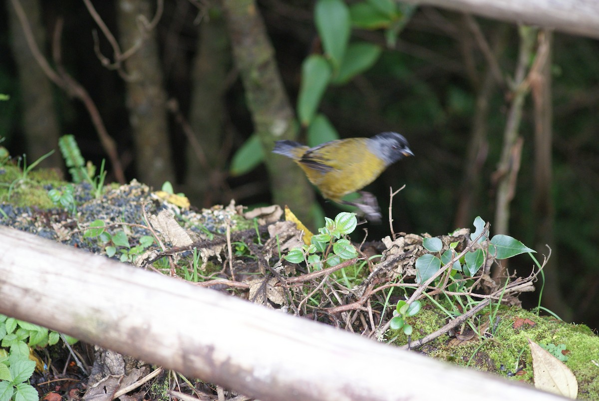 Large-footed Finch - ML627015536