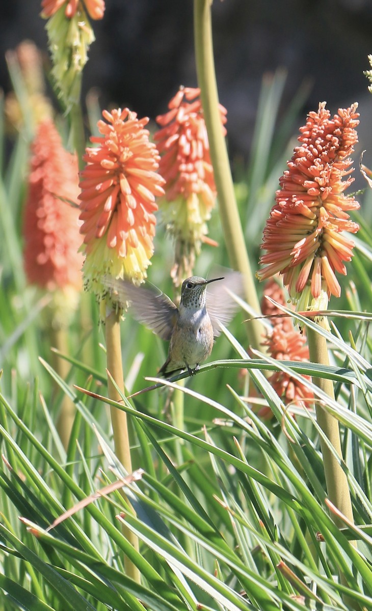 Broad-tailed Hummingbird - ML627015626