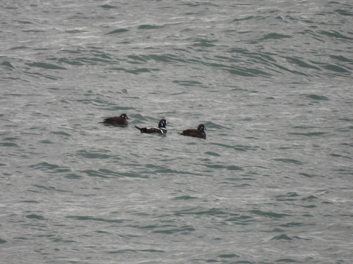 Harlequin Duck - Ann Branch