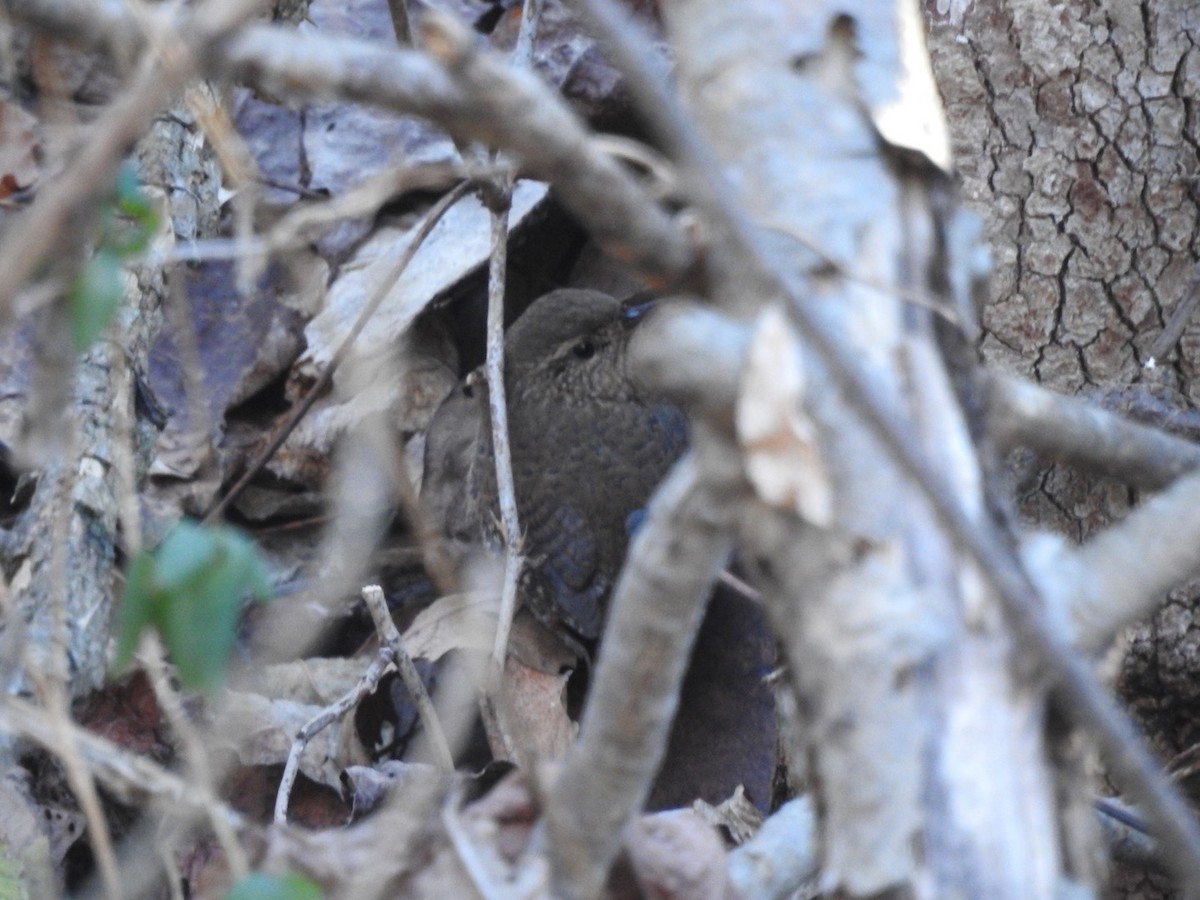 Winter Wren - ML627015664